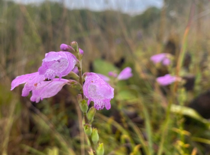 Obedient Plant